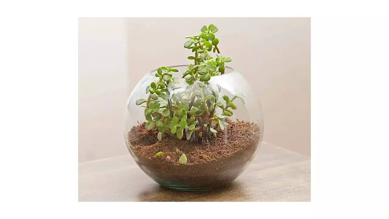 6 Best indoor plants to beautify your home