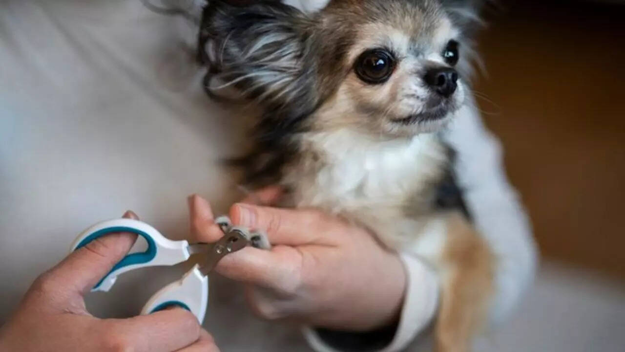 7 Best Dog Nail Cutters Clippers For The Grooming