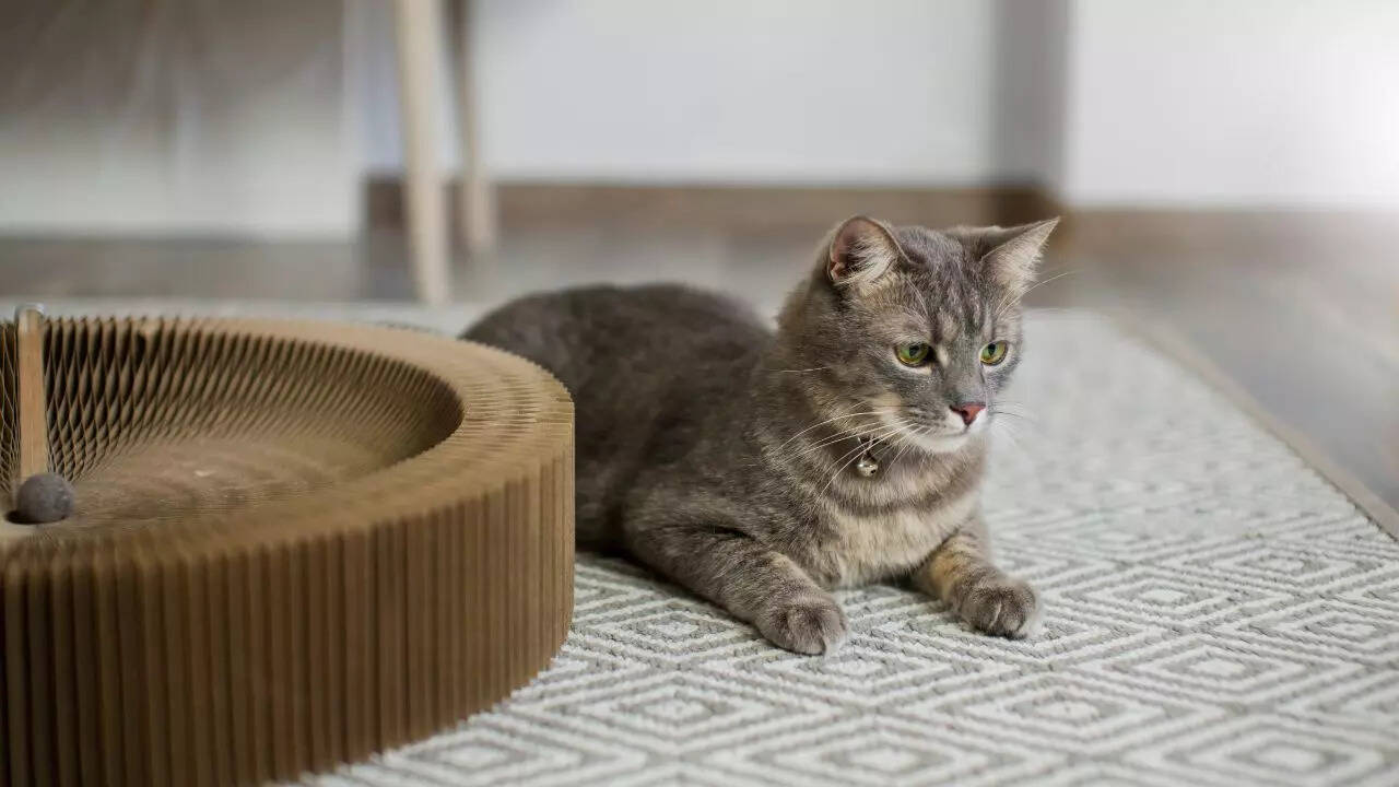 5 Best Cat Litter Mats For No Mess No Stress