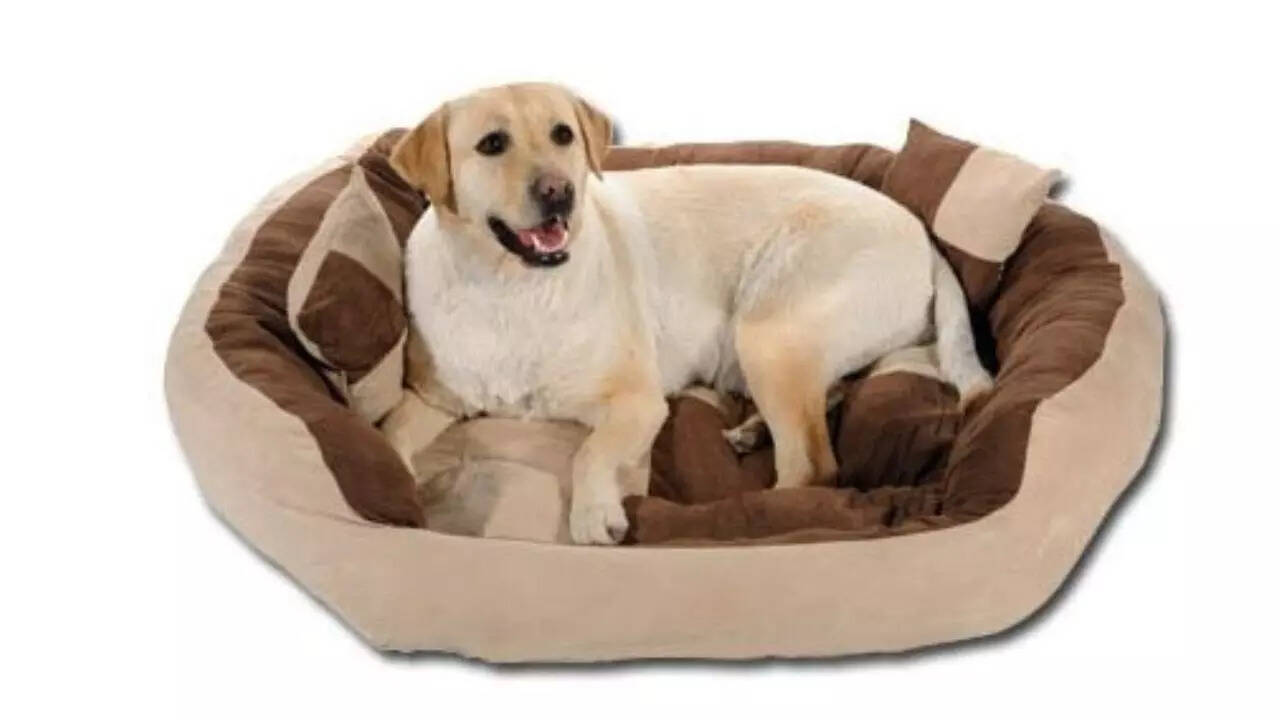 slatters Ultra Soft Velvet Luxury Sofa Bed