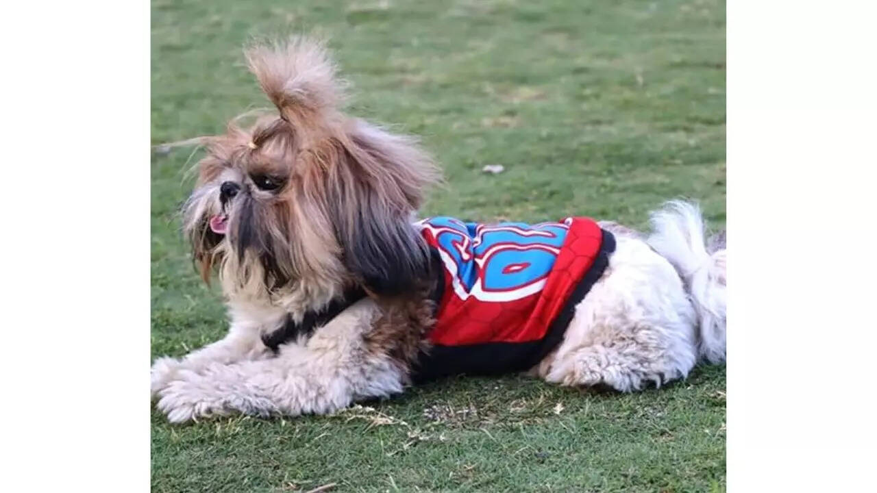 Lulala Dog Shirts Pet Printed Clothes