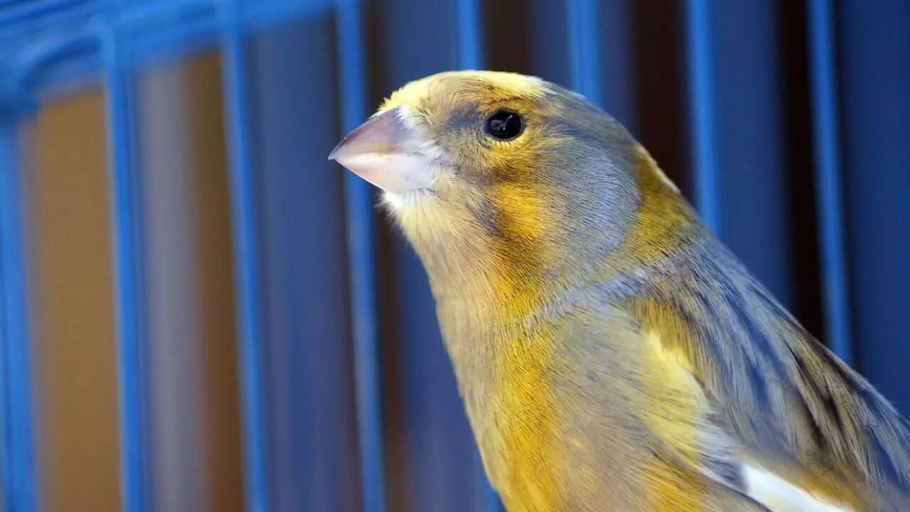 6 Best Bird Cages to Give Your Feathered Friends a Cozy Home Comfort
