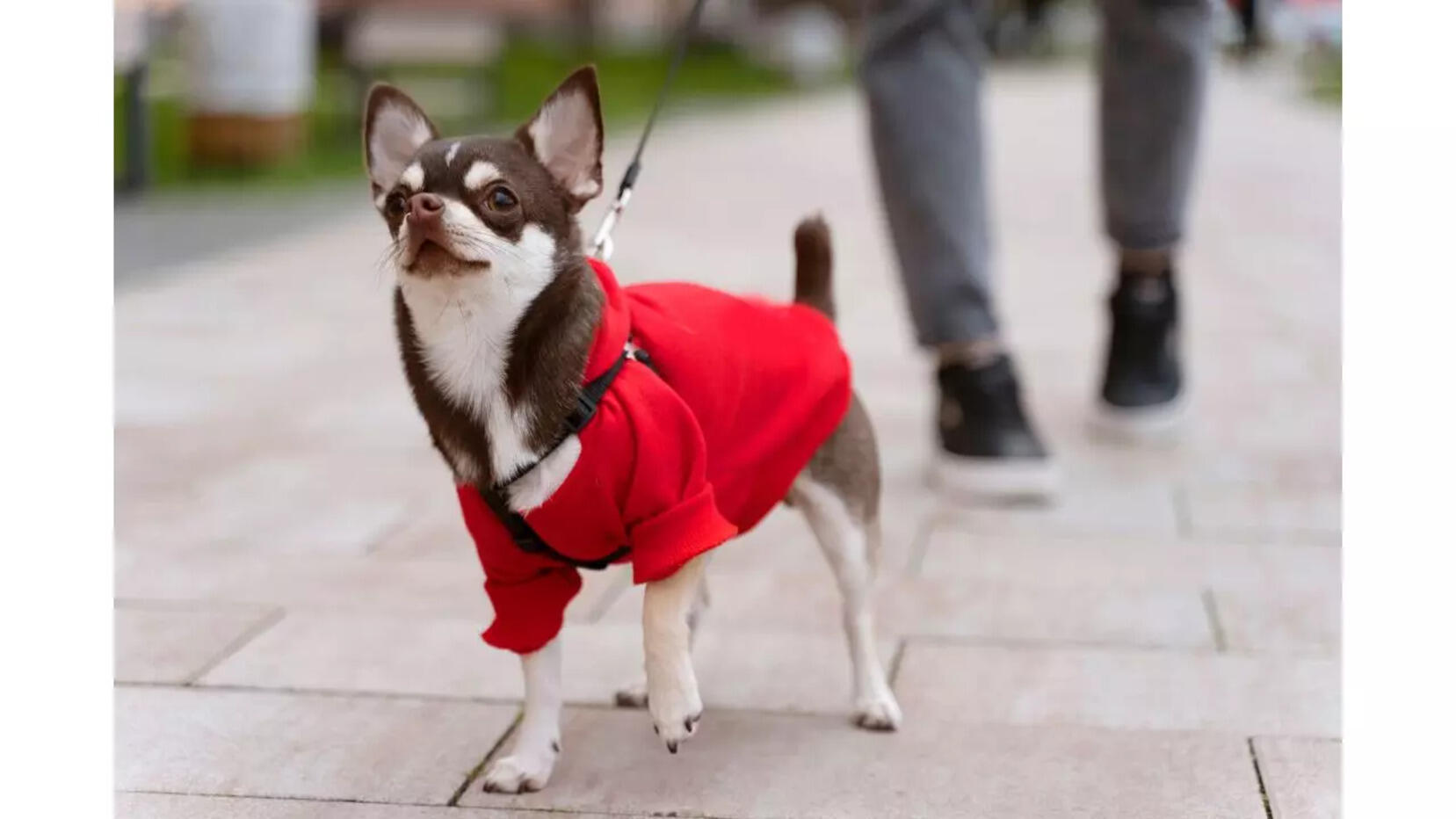 Best T-Shirts for Dogs to Give Them Style and Comfort