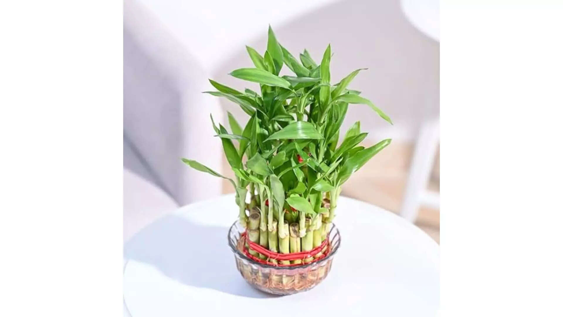 Ugaoo Lucky Bamboo 3 Layer Feng Shui Plant Eco-Friendly Touch 