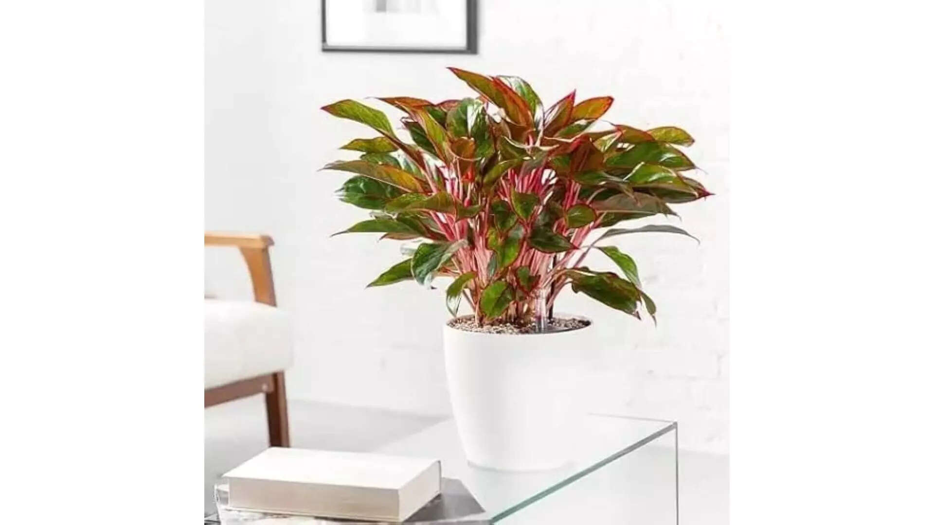 Garden Art Aglaonema Lipstick Red Multistem Vibrant Beauty Meets Eco-Friendly Elegance 