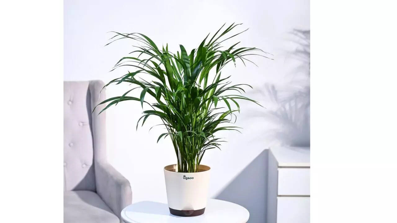 UGAOO Areca Palm Natural Live Indoor Plant with Pot