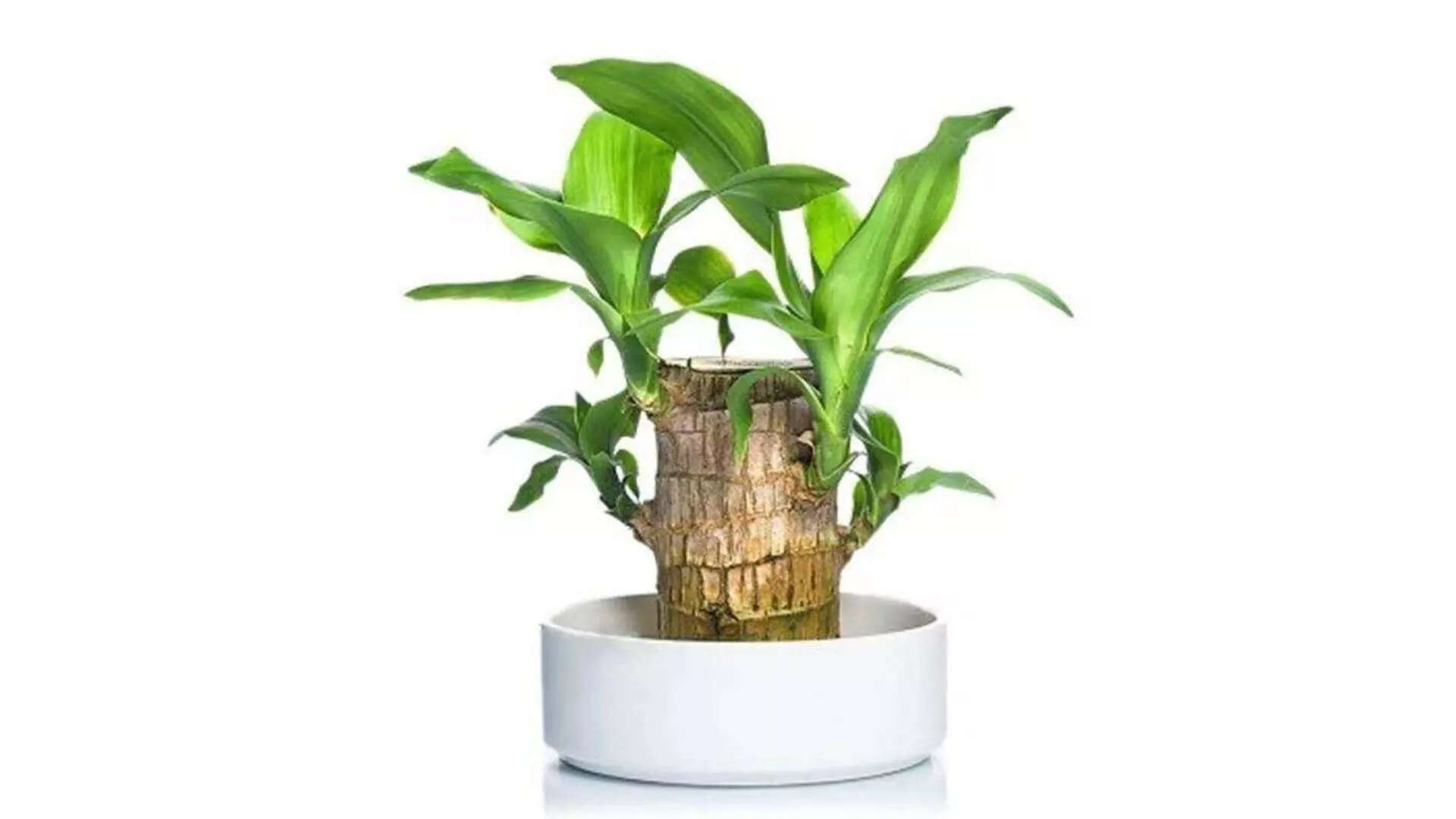 Bring Nature Indoors with Indoor Plants 