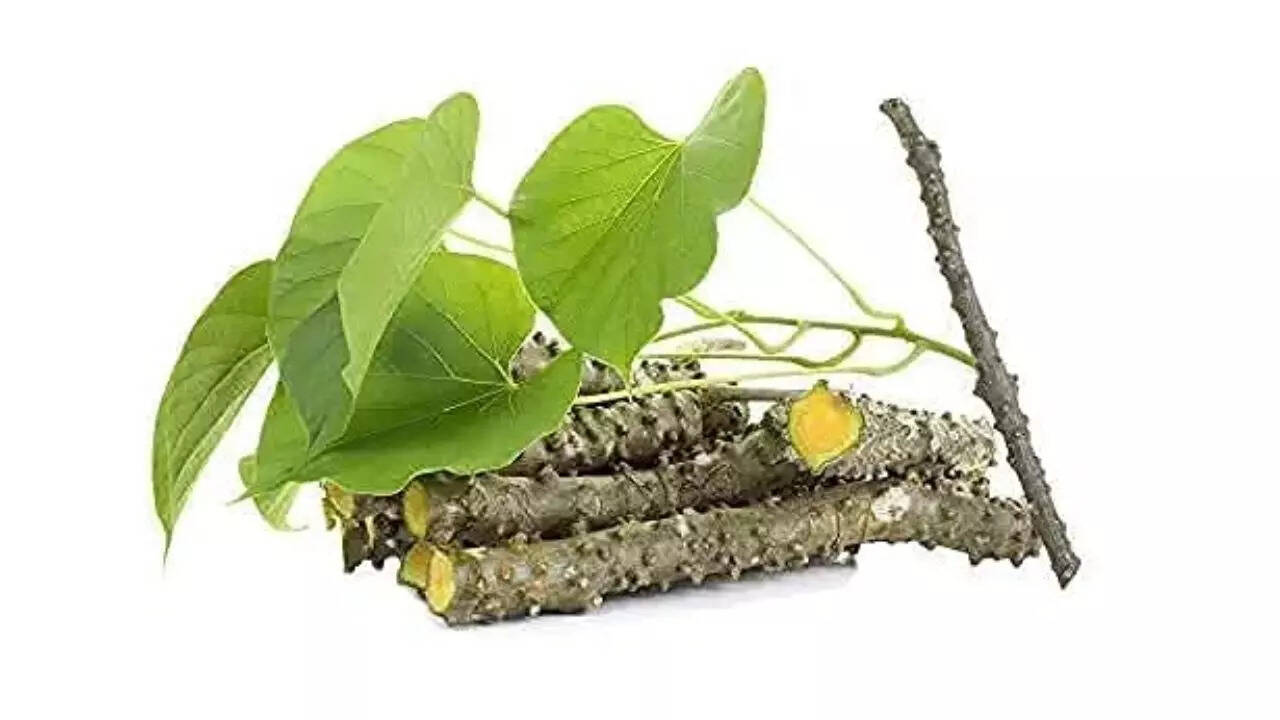 RootBloom Medicinal Plant Fresh Neem Tree Giloy