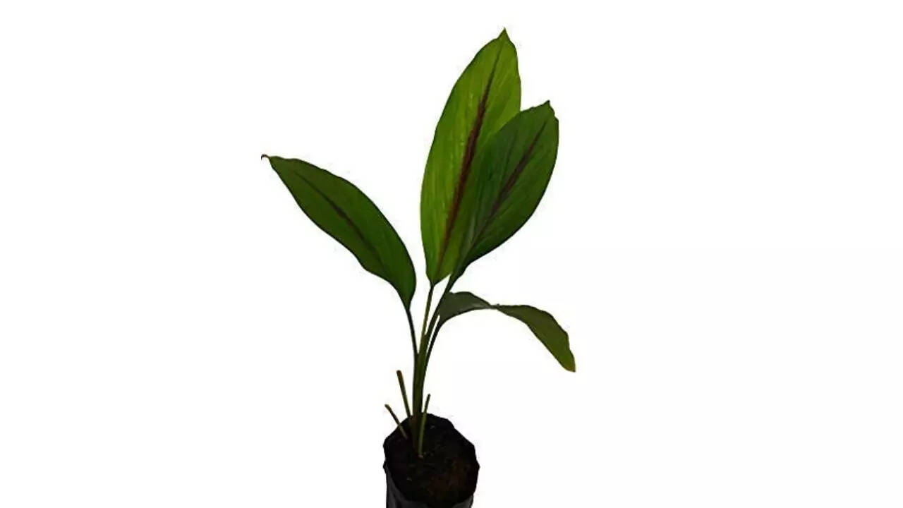 Bharat Herbs Care Black Turmeric Plant