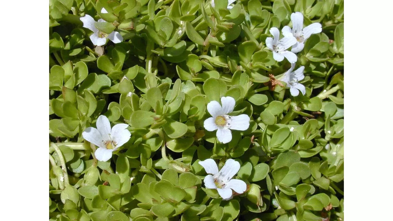 Gachwala Brahmi Plant Live with Pot