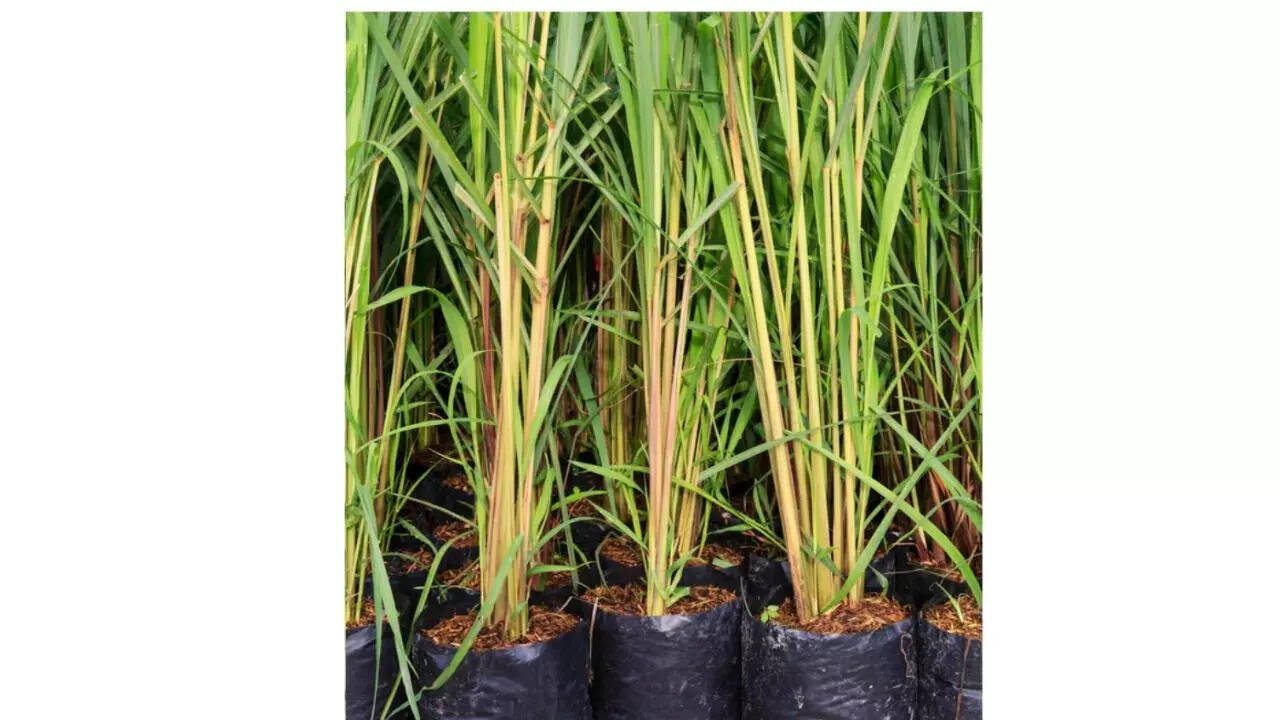 Plantazee Baby Plants - Live Fresh Lemongrass
