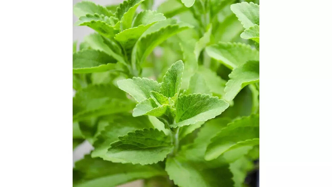 LIVE GREEN Herb Seeds