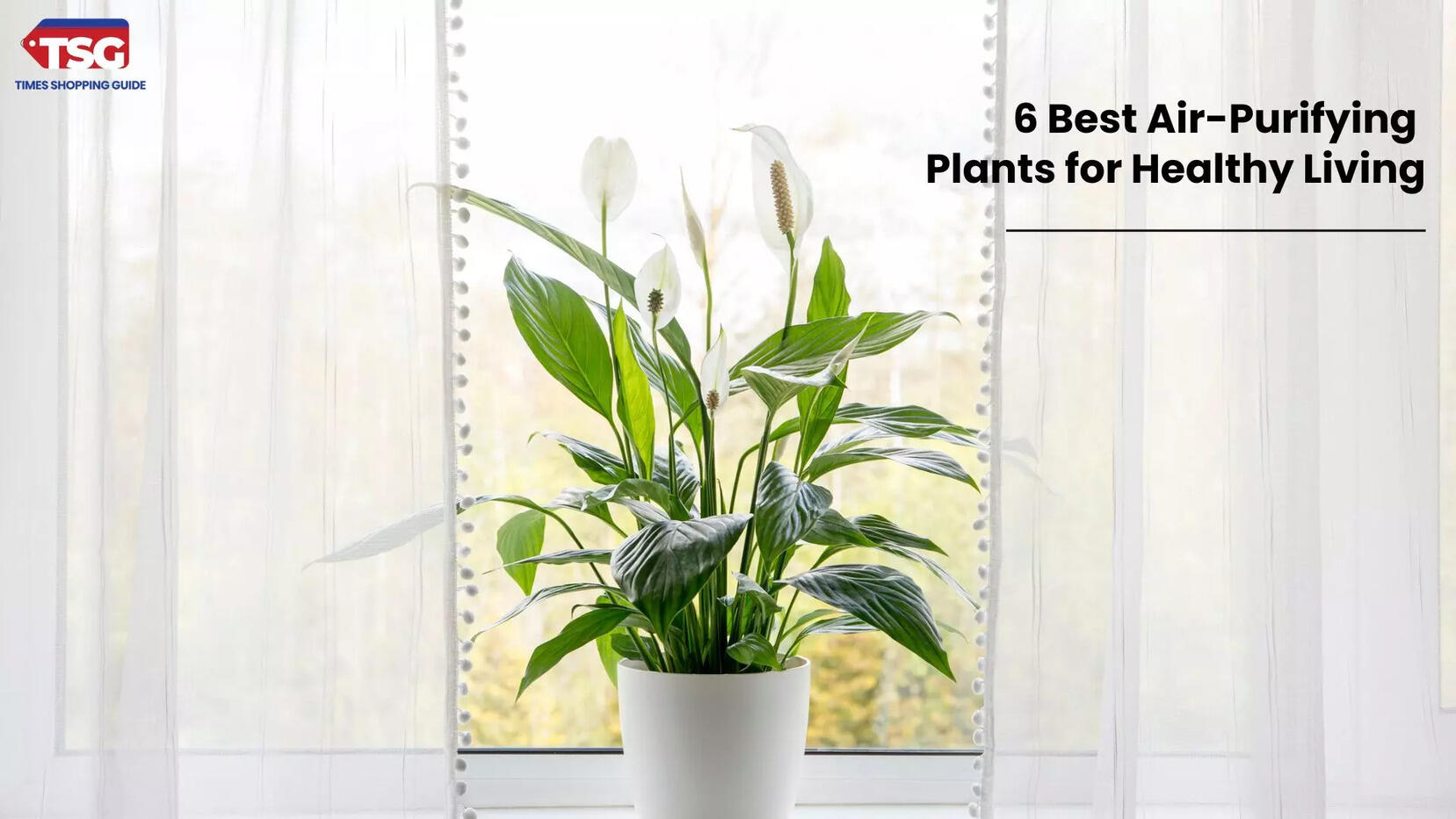 6 Best Air-Purifying Plants for Healthy Living