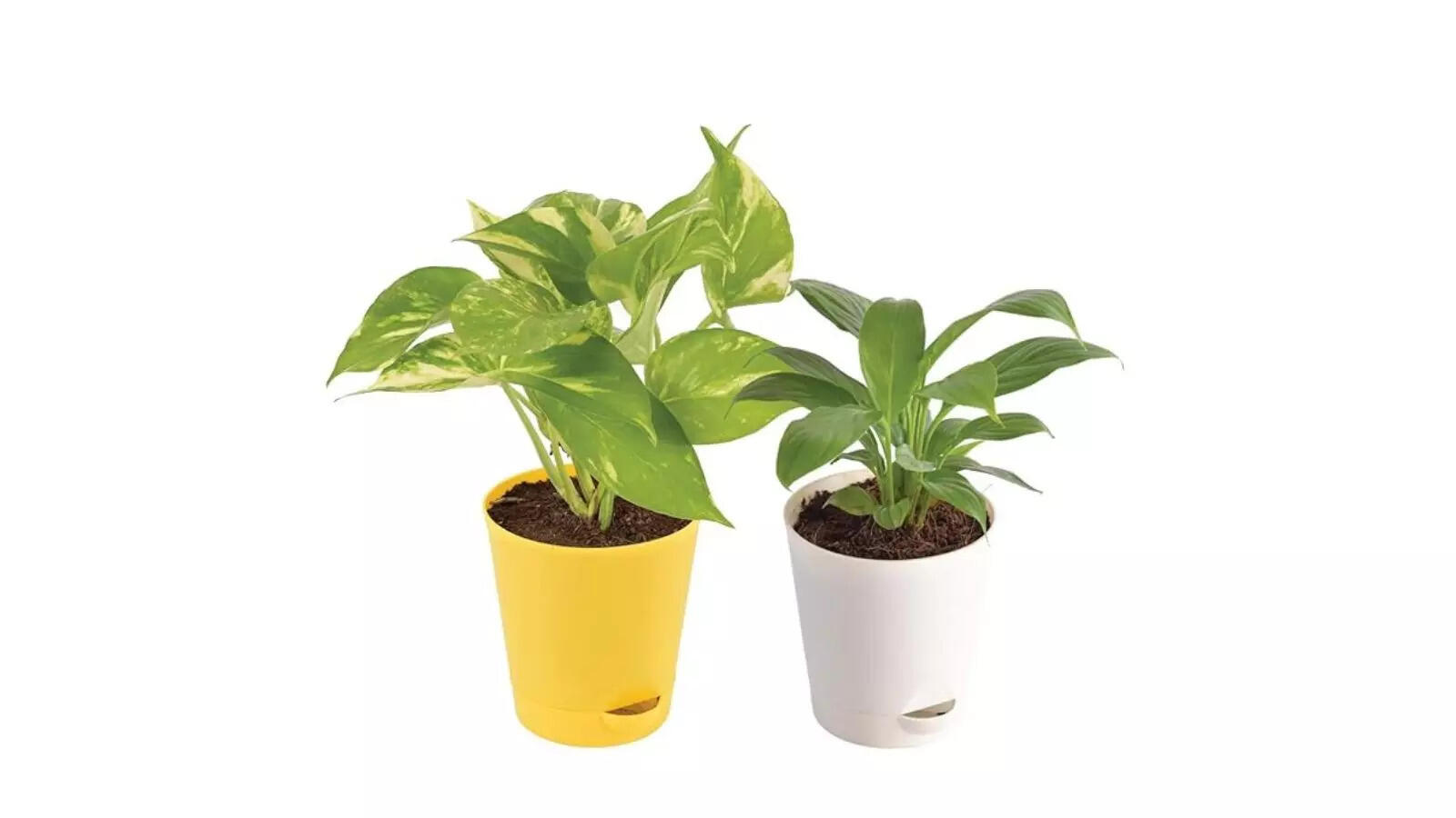 Ugaoo Indoor Air Purifier Plants For Home With Pot - Money Plant Variegated & Peace Lily