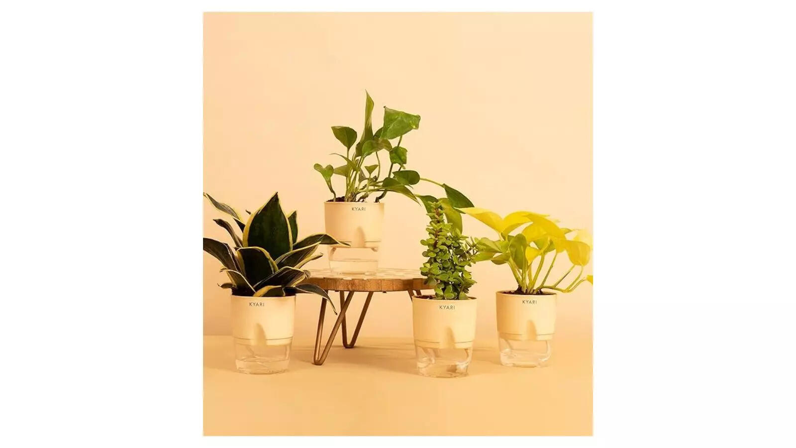 KYARI Money Variegated, Golden Money, Snake Golden & Jade Combo of 4 Indoor Plants for Living Room