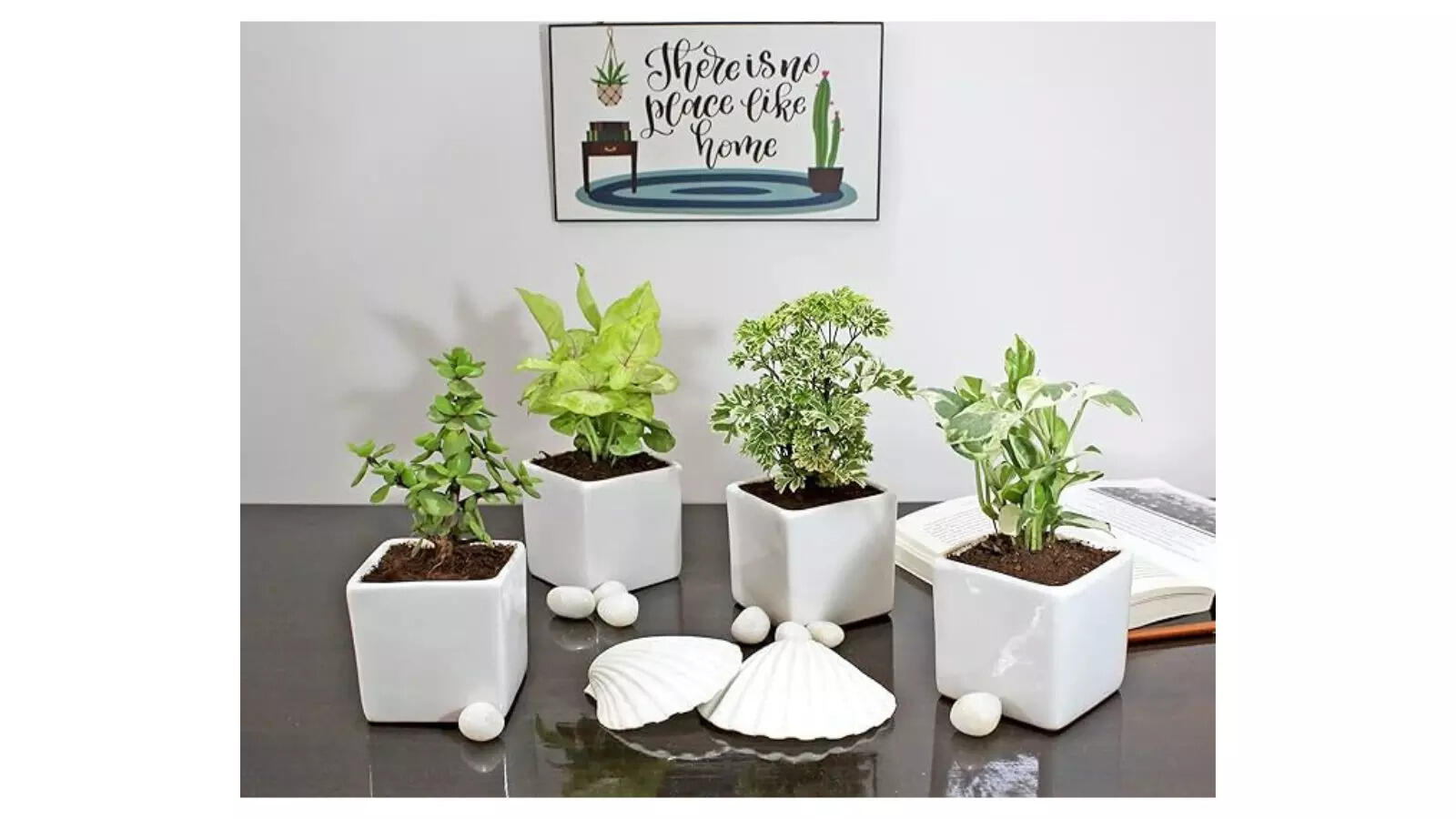 Rolling Nature Combo of Live Indoor Plants Jade, Aralia, Green Syngonium and Njoy Money plants