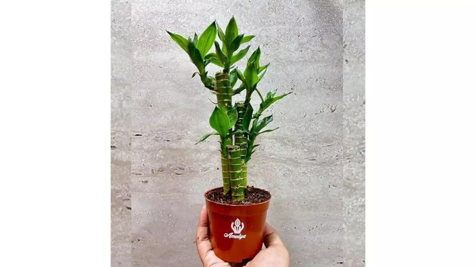 Amulya Farms Lucky Bamboo Lotus Bonsai Plant