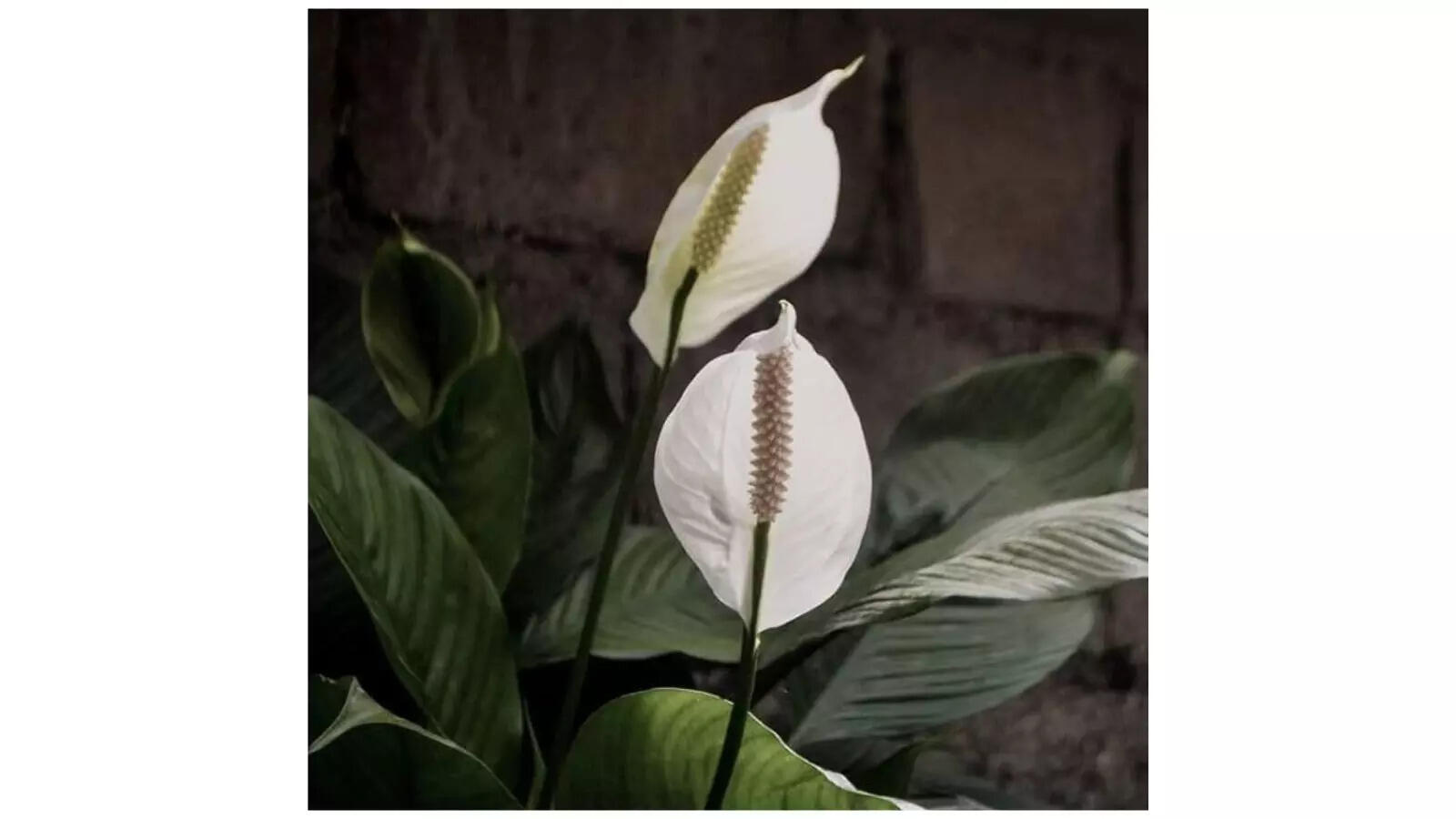 LITTLE JUNGLE Peace lilly - Healthy Live Plant