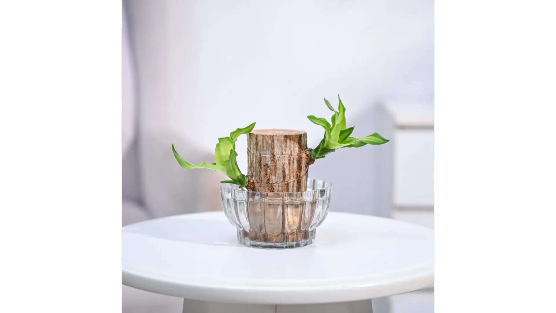 Brazilian Wood Live Plant with Lotus Glass Bowl 