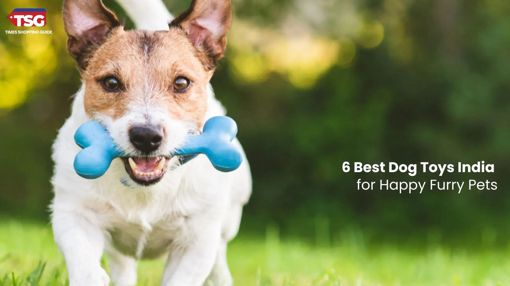 6 Best Dog Toys India for Happy Furry Pets