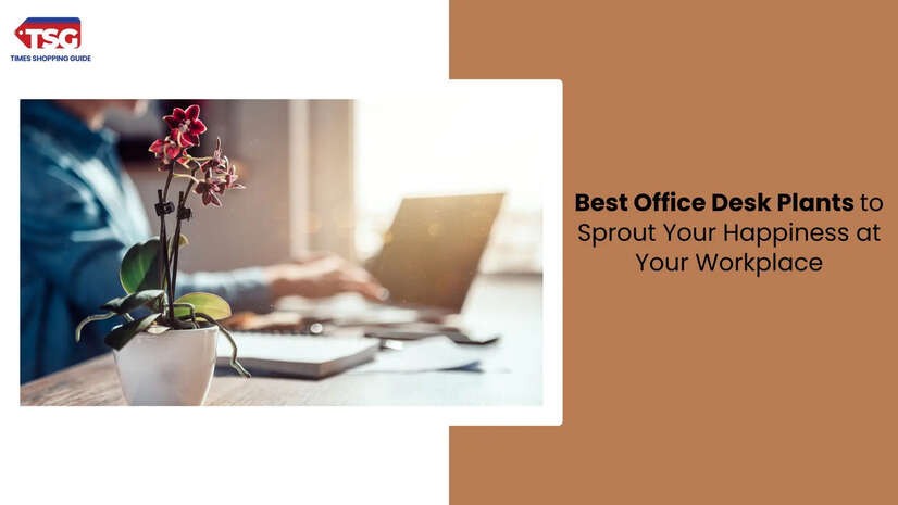 Best Office Desk Plants to Sprout Your Happiness at Your Workplace