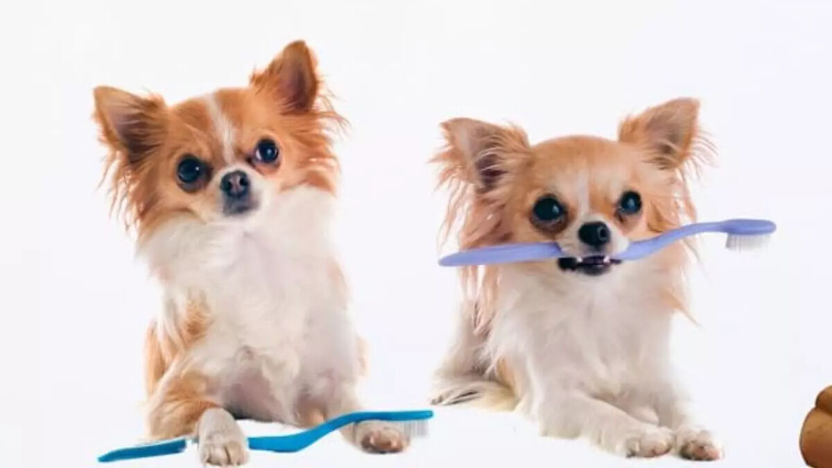 Dog's toothpaste
