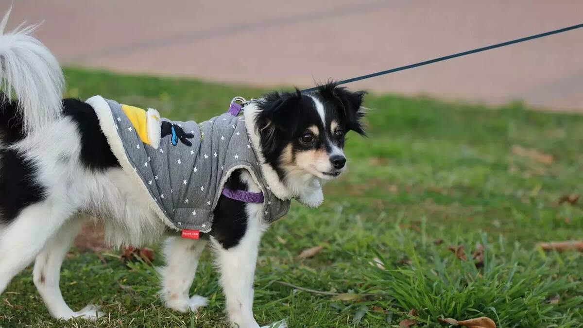 Best Male Dog Clothes