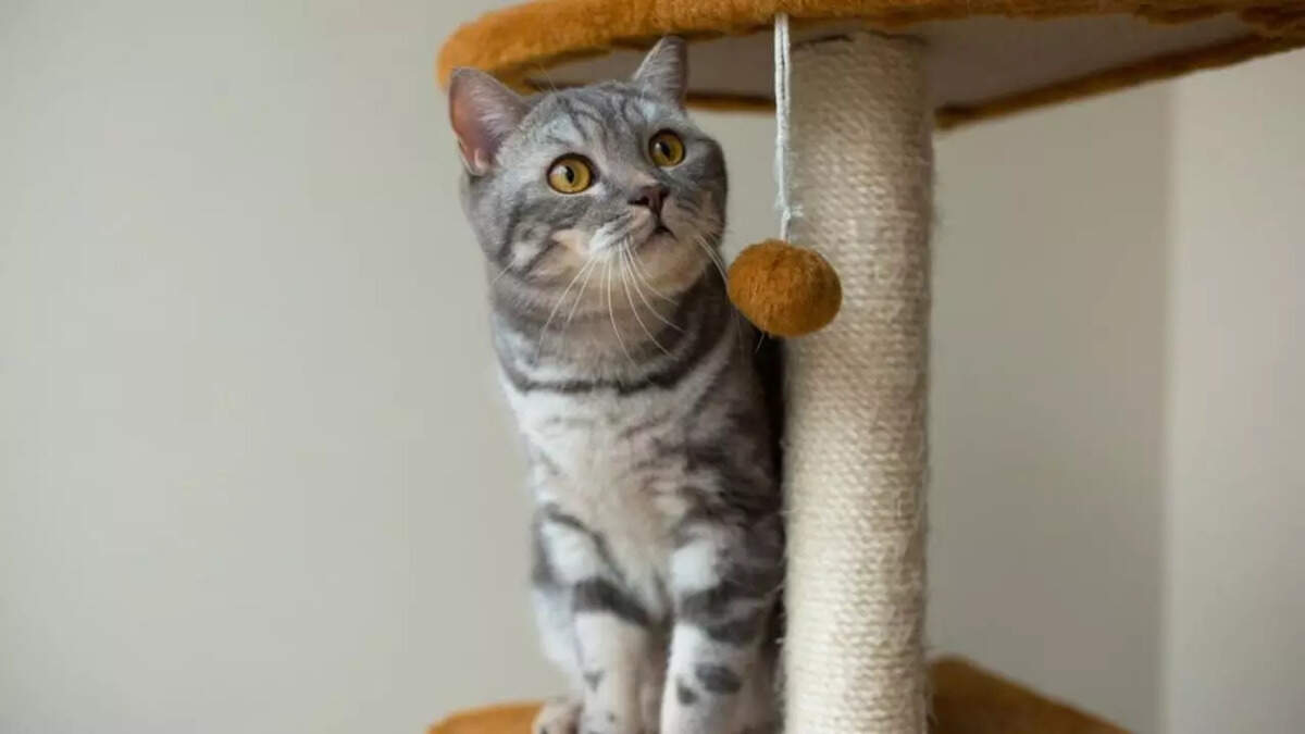 Best cats' toys in India