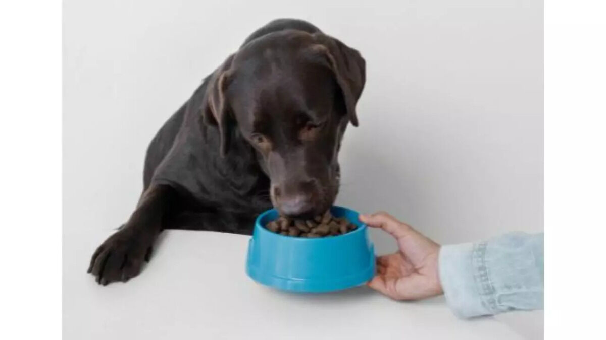Best Steel Bowl for Dogs