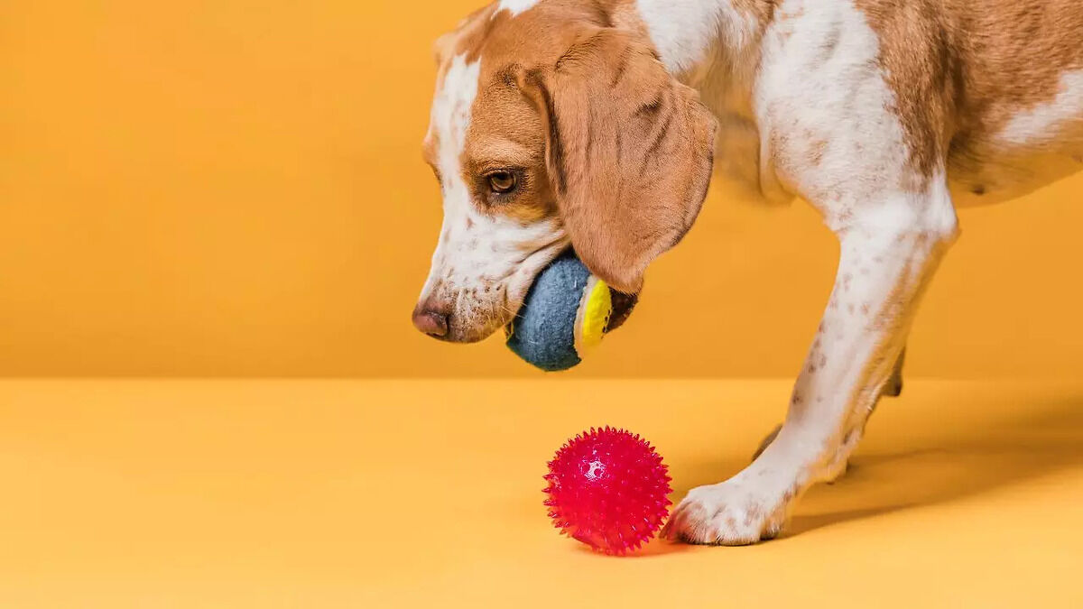 best-dog-chew-toys-for-healthy-teeth-and-gums