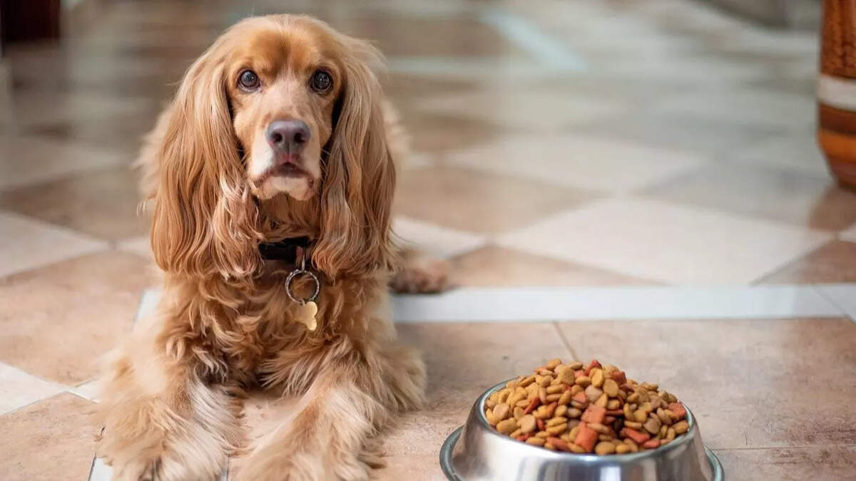 6 Best Dog Food Perfect for Boosting Your Pet’s Energy Levels