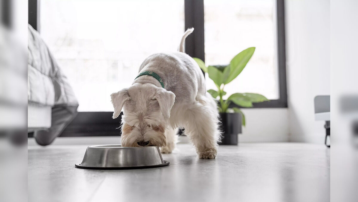 Buying Guide: Best Wet Dog Food You Should Be Giving Your Dogs