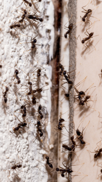 How To Get Rid of Ants from Kitchen