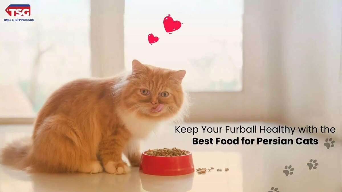 Persian Cat Best Food