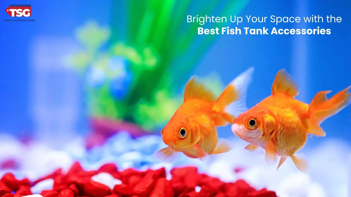 Best Fish Tank Accessories.