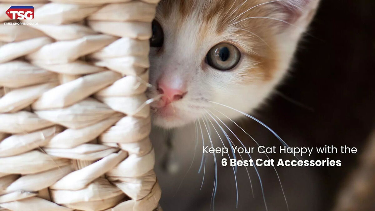 6 Best Cat Accessories