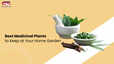 Best Medicinal Plants to Keep at Your Home Garden