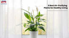 6 Best Air-Purifying Plants for Healthy Living