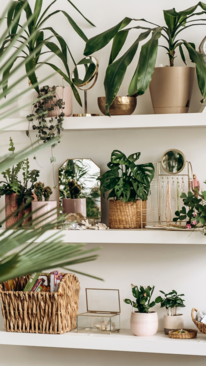 5 Plants to Bring Good Luck in 2025