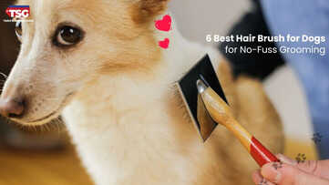 6 Best Hair Brush for Dogs for No-Fuss Grooming