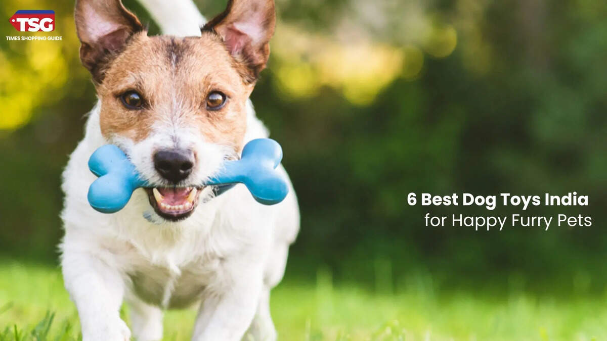 6 Best Dog Toys India for Happy Furry Pets
