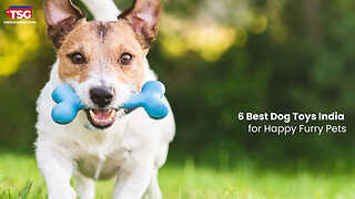 6 Best Dog Toys India for Happy Furry Pets