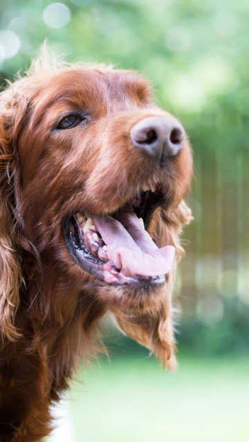 How to Keep Your Pets Safe in Summer