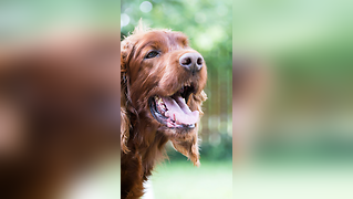 How to Keep Your Pets Safe in Summer